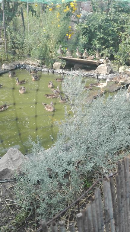 Farm Stay Lackovic Bilje Ngoại thất bức ảnh