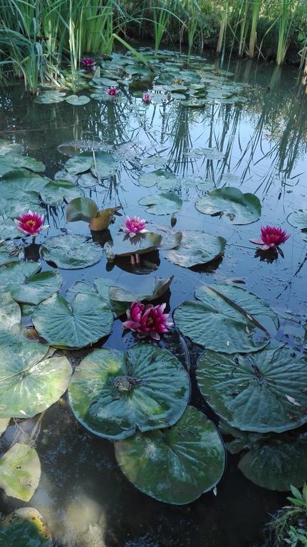 Farm Stay Lackovic Bilje Ngoại thất bức ảnh