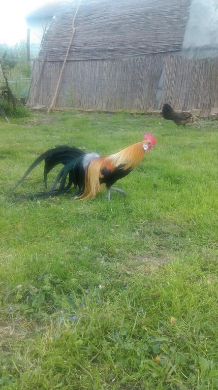 Farm Stay Lackovic Bilje Ngoại thất bức ảnh
